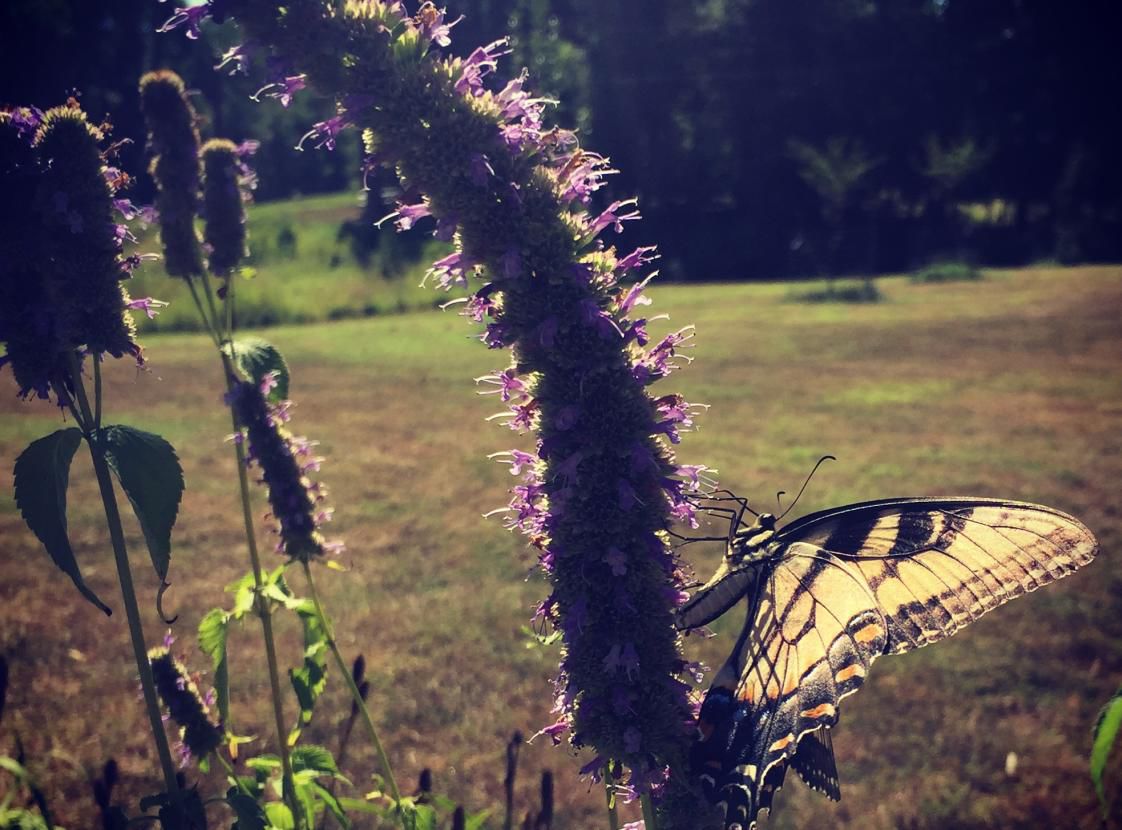 event-butterfly-at-rippon-lodge_d49c3c04-5056-a36a-07eb0381c2817d95.jpg